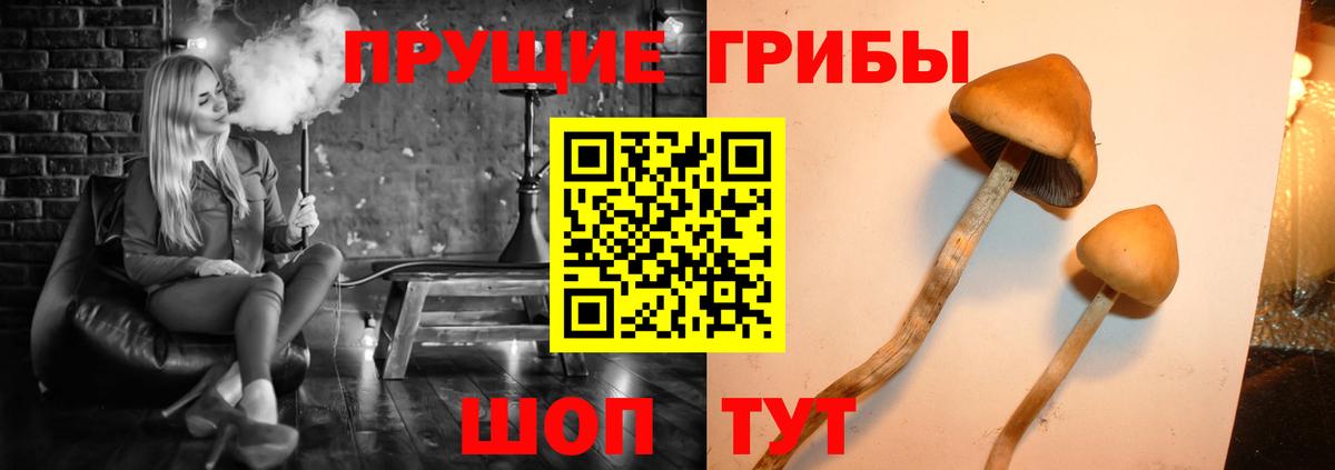 Малгобек  купить  цена  Вход с VPN  Псилоцибиновые грибы мухоморы 